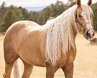 ranch-quarter-horse