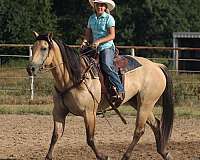 beginner-quarter-horse