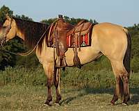 athletic-quarter-horse