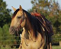 jumping-quarter-horse