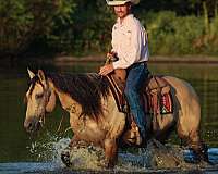 performance-quarter-horse