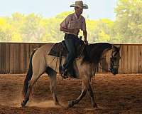 ranch-versatility-quarter-horse