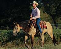 ridden-english-quarter-horse