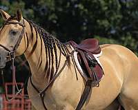 ridden-western-quarter-horse