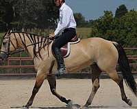 roping-quarter-horse