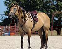 show-quarter-horse