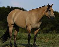 trail-quarter-horse