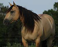 trail-riding-quarter-horse