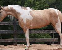 athletic-draft-horse