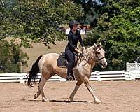cross-draft-horse