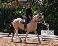 draft-horse