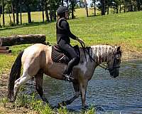 flashy-draft-horse