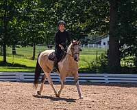 husband-safe-draft-horse