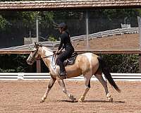 jumping-draft-horse