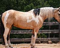 kid-safe-draft-horse