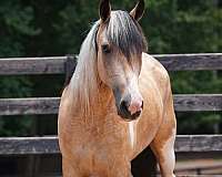 ridden-english-draft-horse