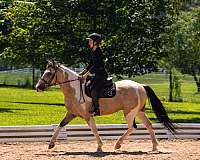 ridden-western-draft-horse