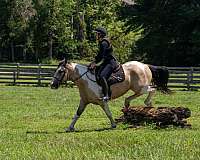 show-draft-horse