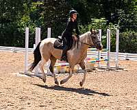 trail-draft-horse