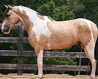 pinto-draft-gelding