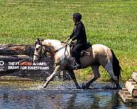 trail-riding-draft-horse