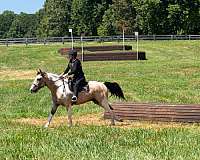 youth-draft-horse