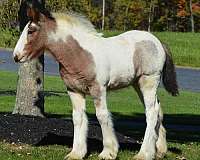 white-spot-above-left-eye-horse
