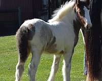 bay-roan-black-tail-horse