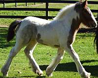 bay-roan-irregular-blaze-horse