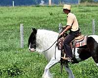 athletic-gypsy-vanner-horse