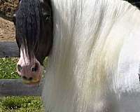 driving-gypsy-vanner-horse