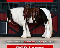 all-around-gypsy-vanner-horse