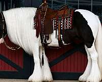 flashy-gypsy-vanner-horse