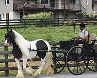 husband-safe-gypsy-vanner-horse