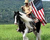 kid-safe-gypsy-vanner-horse