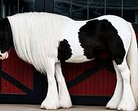 ranch-gypsy-vanner-horse