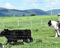 ranch-work-gypsy-vanner-horse