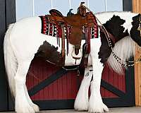 show-gypsy-vanner-horse
