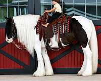 trail-gypsy-vanner-horse
