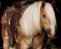 athletic-haflinger-horse