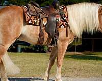 flashy-haflinger-horse