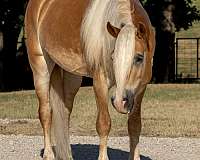 kid-safe-haflinger-horse