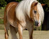 ranch-haflinger-horse