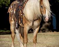 show-haflinger-horse
