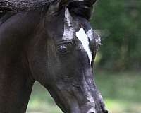 black-stallion-arabian-horse