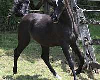 black-arabian-horse