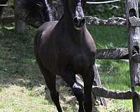 arabian-horse-for-sale