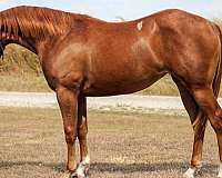 coming-2yr-old-quarter-horse