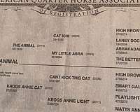 riata-horse