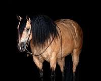 cross-draft-horse
